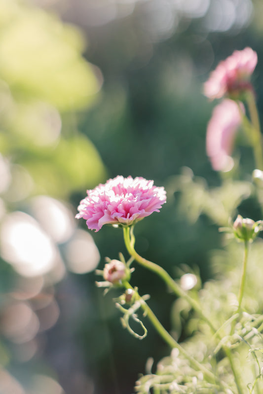 My top 4 flowers for the grace-filled garden