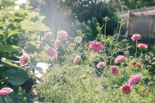 An honest conversation with a flower farmer...
